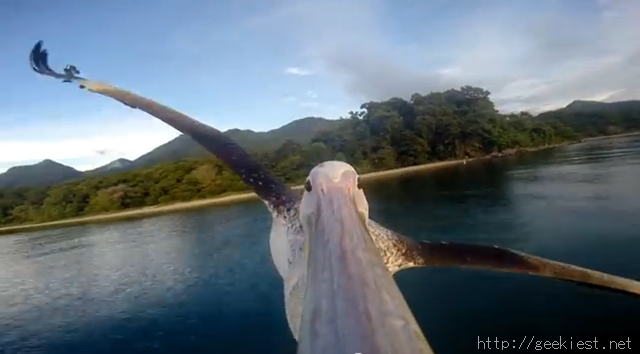 Pelican films footage with a Go Pro Camera