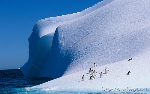 Gentoo and Chinstrap Penguins on Iceberg, Antarctica