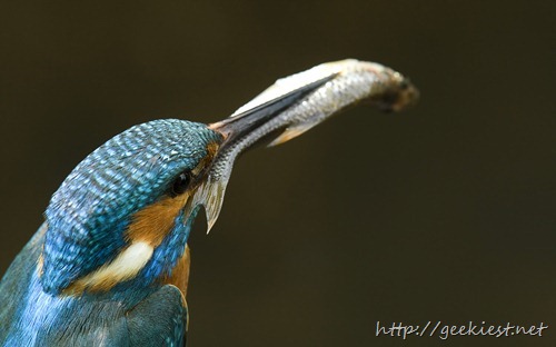 Adult male common kingfisher (Alcedo atthis) with a topmouth gudgeon