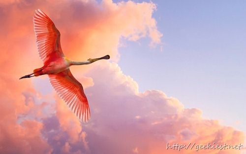 Roseate spoonbill flies against a pink, purple, lavender and coral cloud covered evening sky
