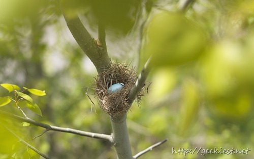 Blue egg in straw nest