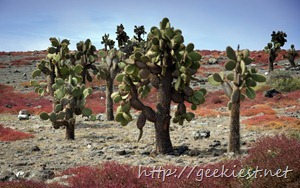Opuntia galapageia – cactus tree