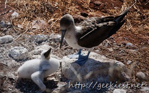 Blue-footed Booby and chick